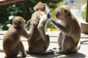 Three rhesus monkeys, grooming or scratching each other